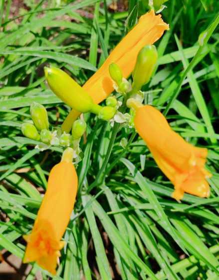 金娃娃萱草属于什么科 金娃娃萱草和黄花萱草是同一种植物吗