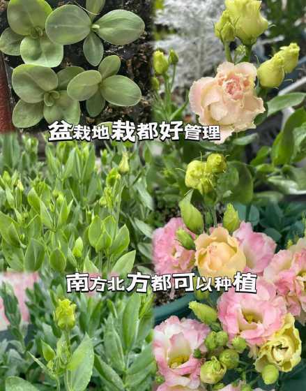 桔梗盆栽怎么用种子种 桔梗的种植方法