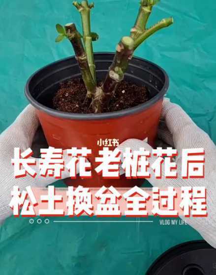 长寿花移栽后怎么处理 长寿花水培生根后怎么移栽