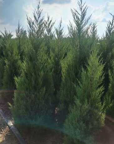 塔柏和桧柏有什么区别 蜀桧和桧柏有什么区别