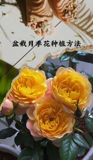 盆栽月季怎么养殖方法 月季花要怎么养护才好