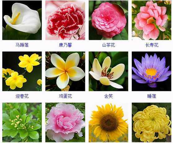 常见的花朵有什么名字 有哪些好听的花朵名字