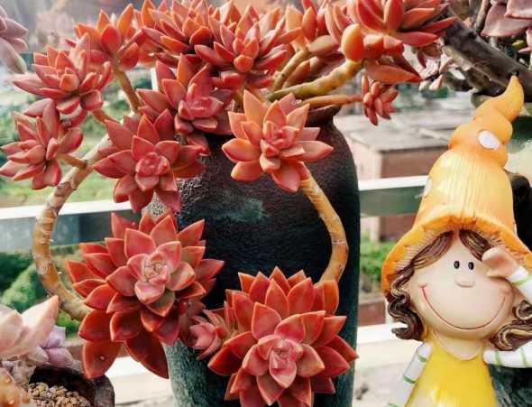 铭月浇水过多会怎么样 什么样的多肉植物好养