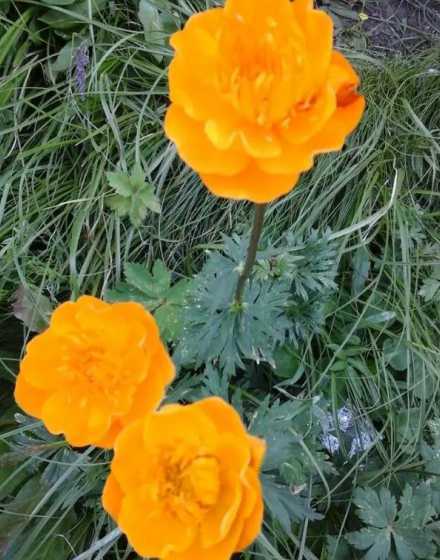 什么影响花开放的季节 各种花在什么季节开放