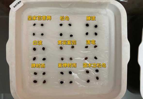 怎么用纸巾催花种发芽 牡丹花种子怎么催芽 4种方法教你更快催芽
