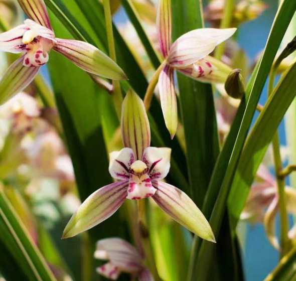 兰花什么时候移植方便 兰花换盆,分株在什么时候最佳