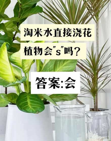 淘米水浇花含什么元素 新鲜的淘米水可以浇花吗