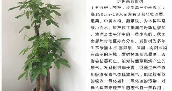 为什么发财树要转方向 教你识别发财树养护5大误区!