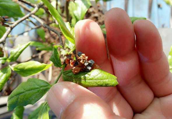 蓝莓花掉了是怎么样的 蓝莓花坐果与没坐果区别