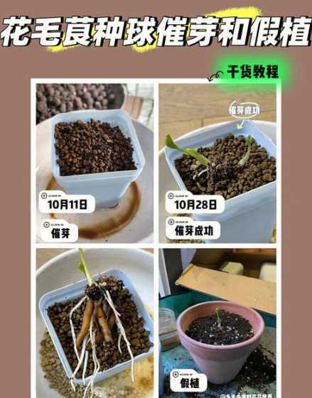 花种子催芽后怎么播种 茉莉种子种植方法图解,种子催芽播种发芽