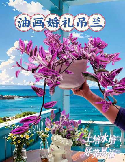 婚礼吊兰夏天怎么浇水 油画婚礼怎么养爆盆