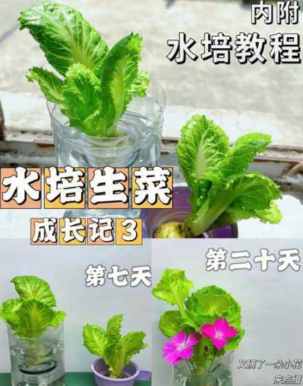水培蔬菜怎么样长的快 水培蔬菜生根肥有哪些