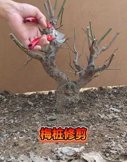 盆景梅花怎么修剪矮点 骨里红梅花怎么剪枝,盆景的修剪方法