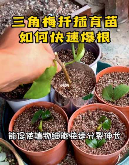 三角梅怎么养怎么繁殖 三角梅怎么养