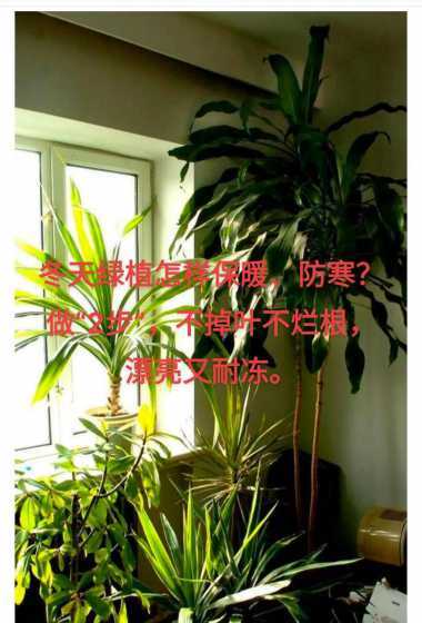冬天家里植物怎么保温 冬天,在外面的植物如何保温