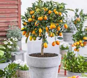 盆栽柑橘什么时候换盆 盆栽桔子树什么时候换盆好(桔子树什么时候换盆合适)