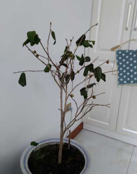 花有点枯萎了怎么补救 鲜花摆放没多久就枯萎了,如何给鲜花保鲜