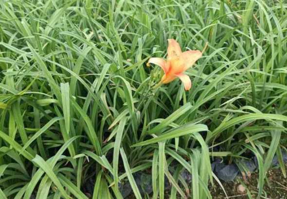 大花萱草每平方多少棵 每平米种多少颗花