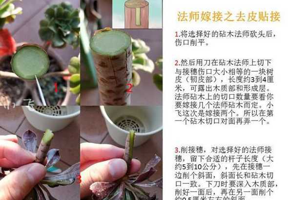 多肉法师为什么要嫁接 多肉法师应该什么时候嫁接嫁接后有什么注意事项