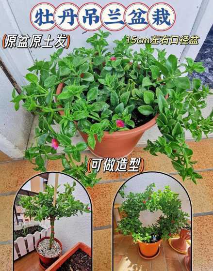 吊兰牡丹吊兰怎么养殖 牡丹吊兰的养殖方法