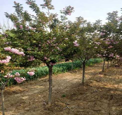 10公分樱花树多少钱 风景树价格多少钱一棵