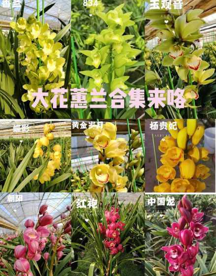 大惠兰花代表什么意义 大惠兰花寓意代表什么意思