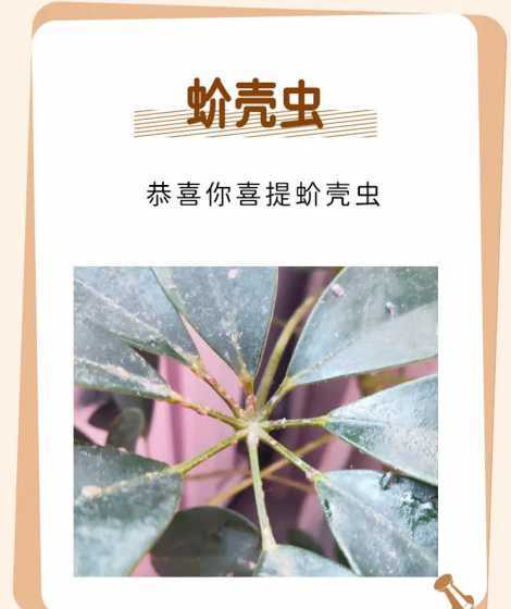 鸭掌木什么时候生虫子 鸭掌木上的小飞虫子怎样治疗