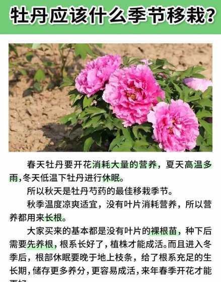 牡丹什么时候不能移栽 牡丹花什么时候可以移植