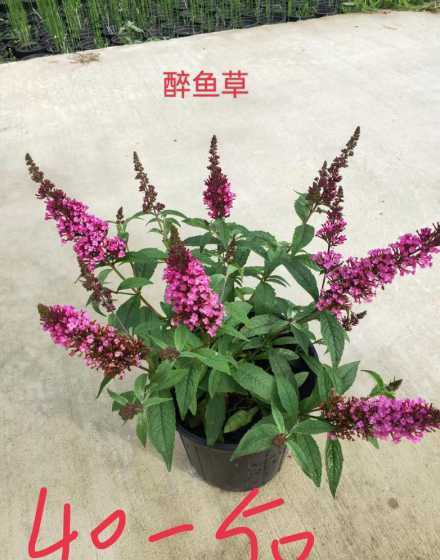 醉鱼草为什么叫醉鱼草 什么是醉鱼草