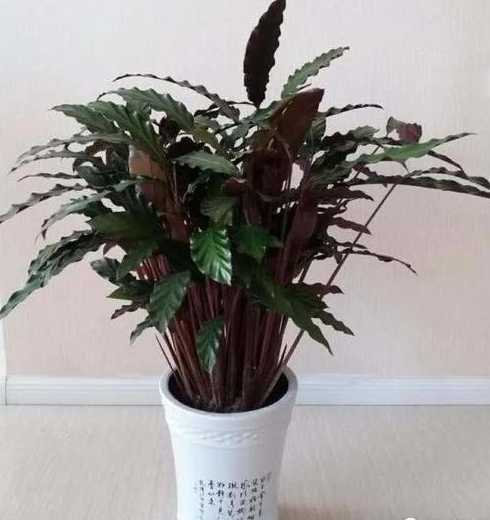灰尘多适合种什么植物 家里灰尘比较大,养什么植物好