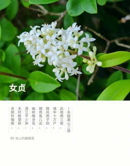 女贞树掉落了怎么处理 女贞树干开裂还有救吗