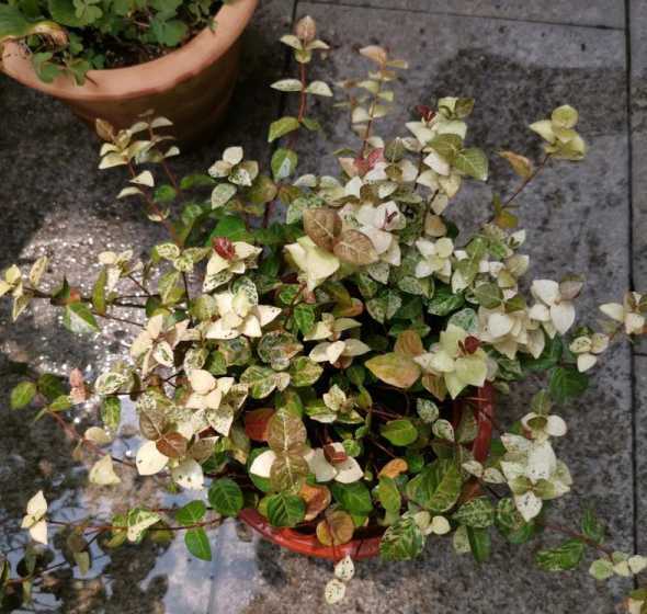 用什么办法使花叶变绿 花的叶子发黄用什么方法变绿