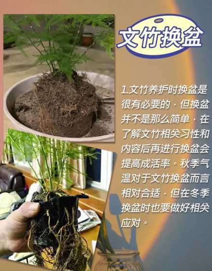 文竹不能与什么同时养 文竹哪个属相不能养