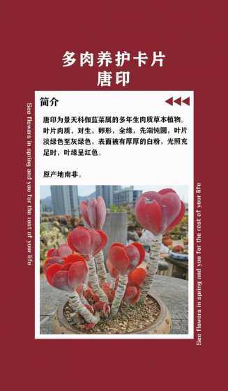 多肉唐印为什么叫唐印 多肉大唐玫瑰和唐印区别