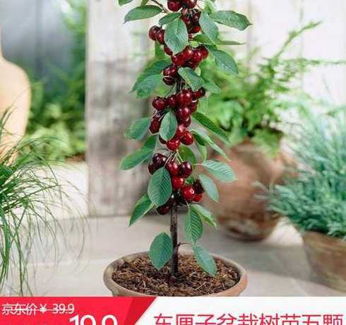 为什么种几年才会结果 无花果种植几年结果