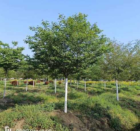 樱花树种植1亩多少钱 京郊樱花满树让我们一起摘樱桃吧