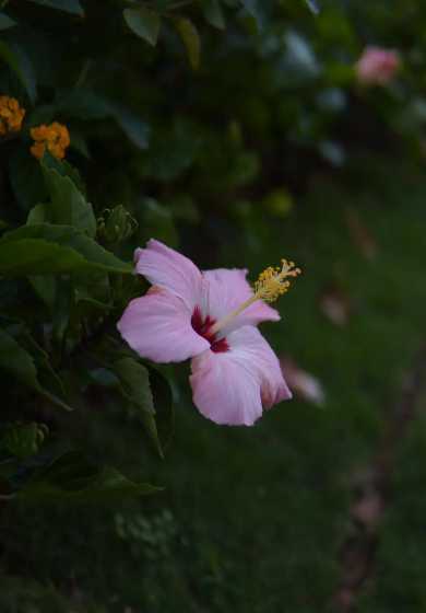 朱槿花是什么城市的花 木棉花和朱槿花的区别是什么