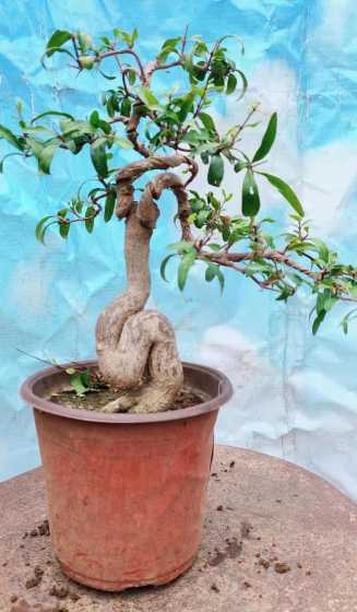 石榴盆栽什么搬室内养 盆栽石榴的养护技巧