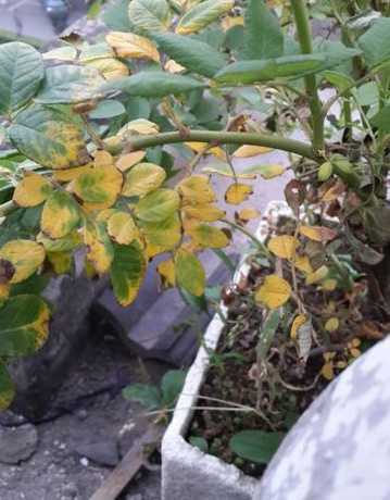 四季蔷薇为什么掉叶子 蔷薇科植物比较常见,为什么会突然大面积掉叶子
