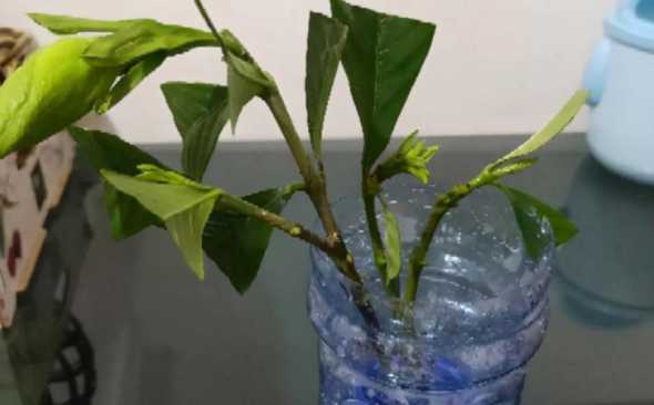冬天阿司匹林怎么浇花 阿司匹林浇花什么好处