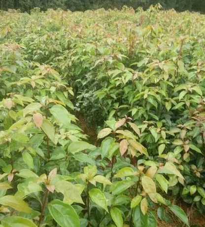 栽下香樟树苗多久发芽 香樟树苗什么时候移栽最好