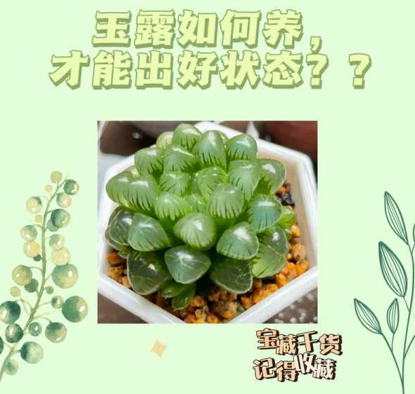 多肉玉露怎么养殖方法 黄金玉露多肉怎么养