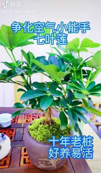 夏天养花注意什么意思 夏季浇花该注意什么问题
