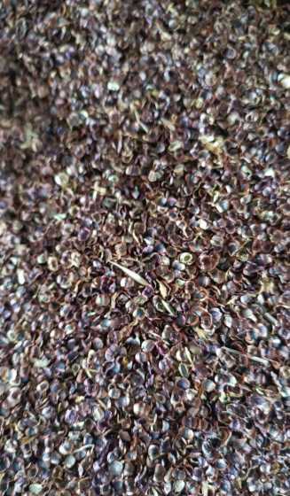 重瓣金鸡菊种子什么样 黑心菊种子——黑心菊什么时候播种