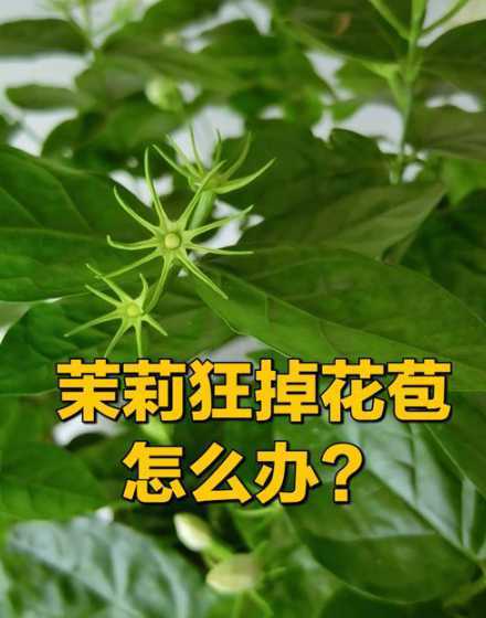 茉莉的花蕾掉了怎么办 茉莉花花蕾总掉花瓣变黄。什么原因。