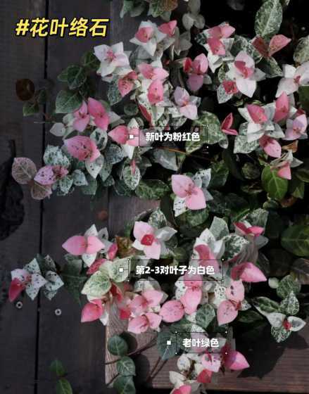花叶络石需要什么土壤 花叶络石如何移栽 方法是什么