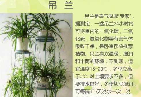 吊兰的园林用途是什么 金边吊兰的园林用途