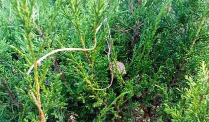 新植桧柏为什么会发黄 夏季了,为什么桧柏还是发黄呢