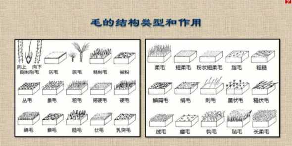 植物的叶子为什么长毛 为什么植物的叶子要长的毛茸茸的
