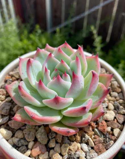 多肉植物吉娃娃怎么养 吉娃娃多肉怎么繁殖